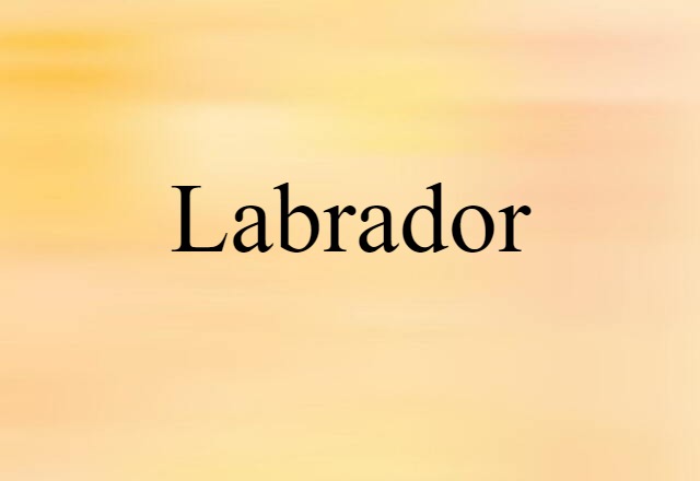 Labrador