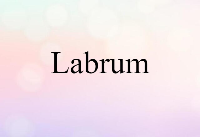 labrum