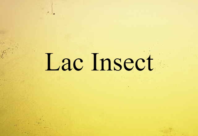 lac insect