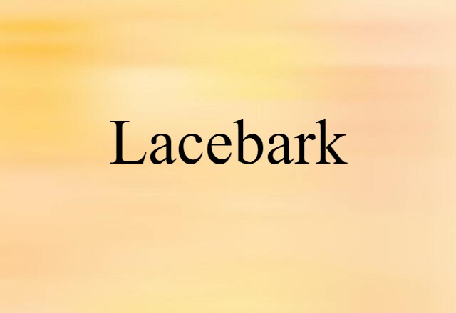 lacebark