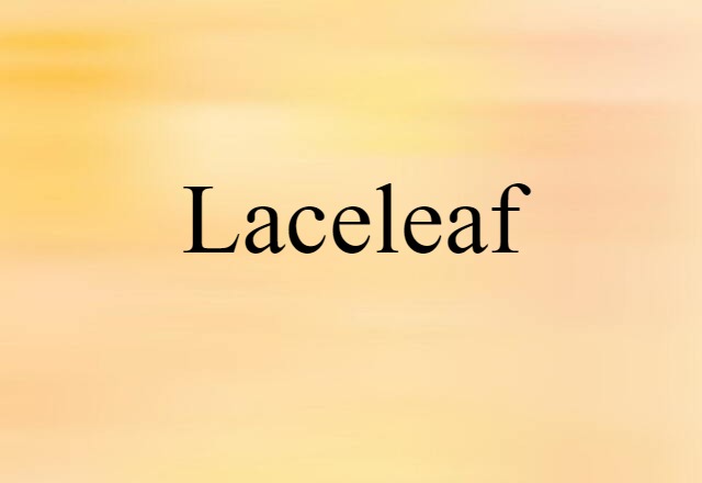 laceleaf