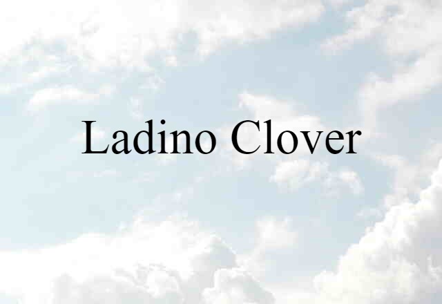 Ladino Clover (noun) Definition, Meaning & Examples