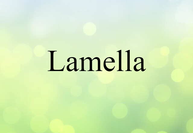 Lamella (noun) Definition, Meaning & Examples