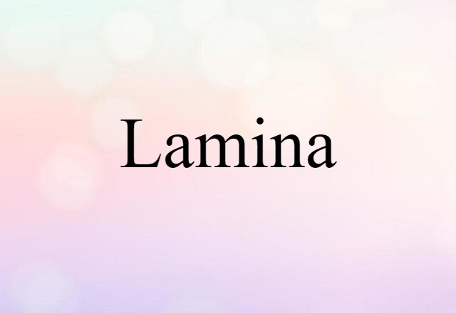 lamina