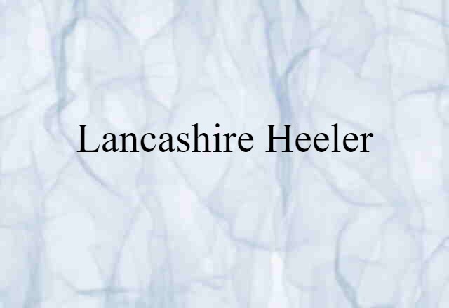 Lancashire heeler