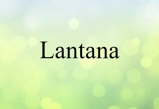 Lantana (noun) Definition, Meaning & Examples