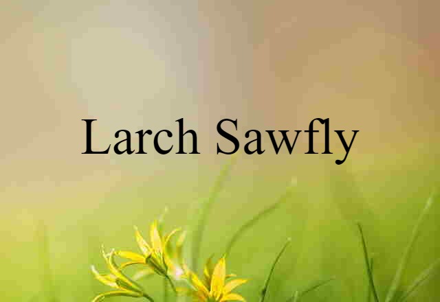 Larch Sawfly (noun) Definition, Meaning & Examples