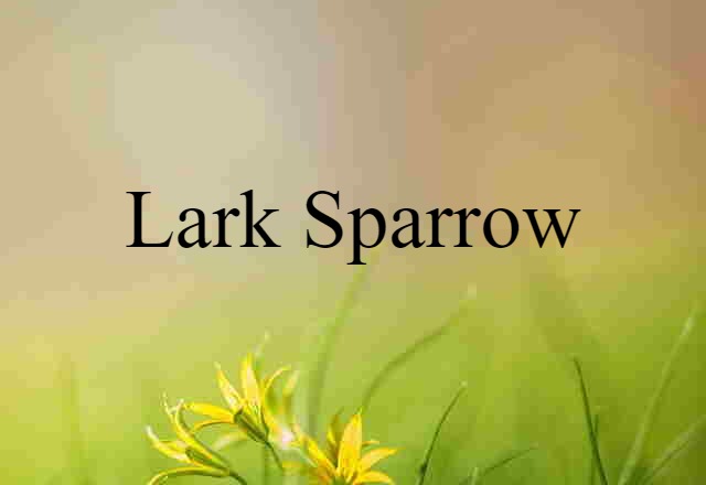 Lark Sparrow (noun) Definition, Meaning & Examples