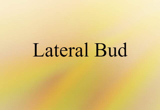 lateral bud