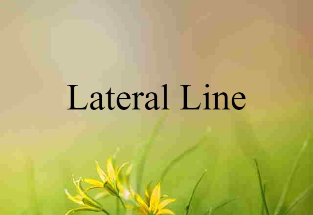 Lateral Line (noun) Definition, Meaning & Examples