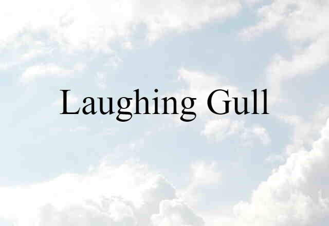 Laughing Gull (noun) Definition, Meaning & Examples