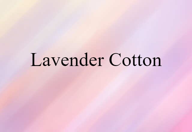 lavender cotton