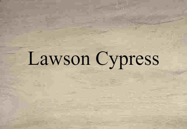 Lawson cypress