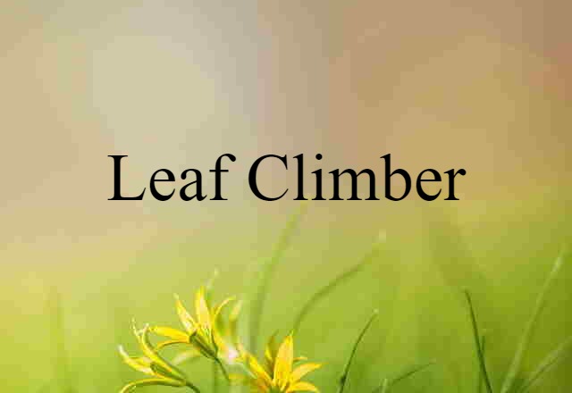 leaf-climber