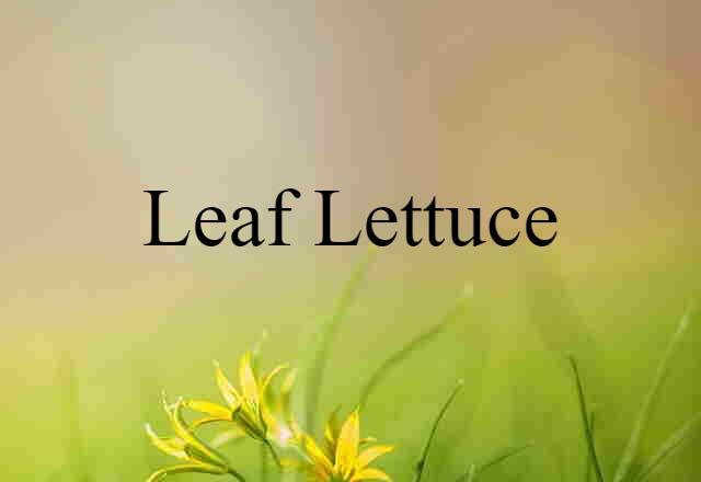 leaf lettuce