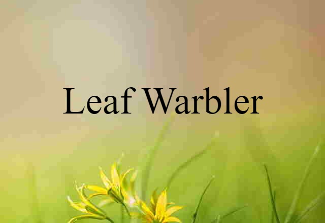 Leaf Warbler (noun) Definition, Meaning & Examples