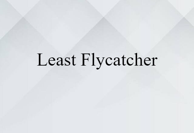 least flycatcher