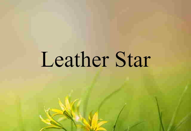 Leather Star (noun) Definition, Meaning & Examples