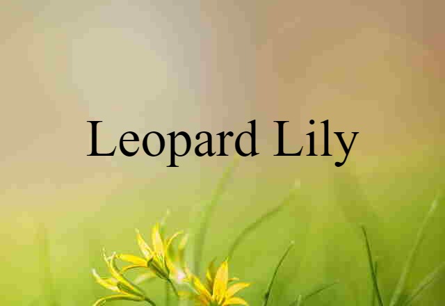 leopard lily