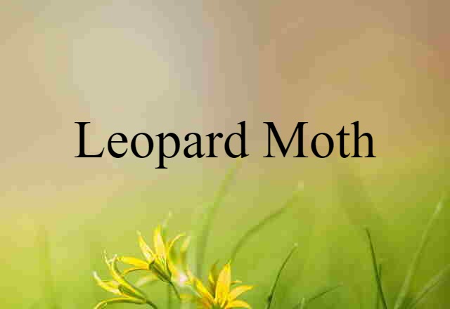 Leopard Moth (noun) Definition, Meaning & Examples