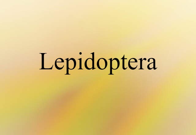 Lepidoptera