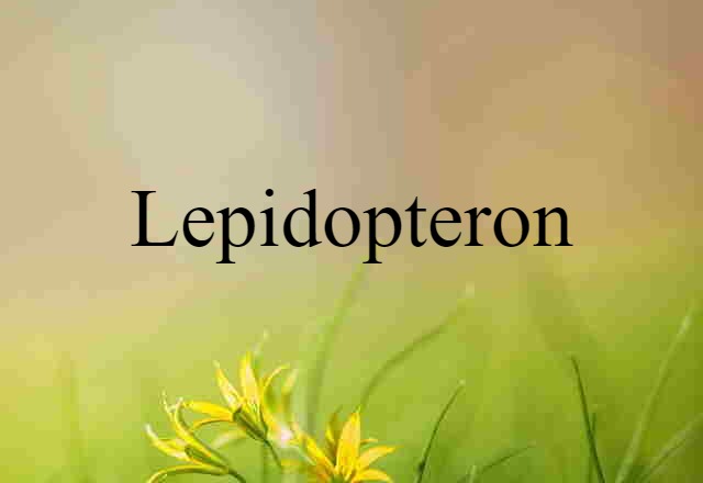 lepidopteron