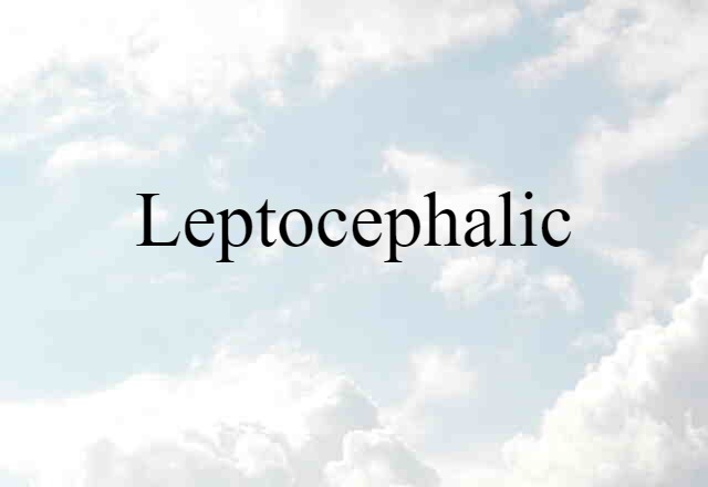 Leptocephalic (noun) Definition, Meaning & Examples