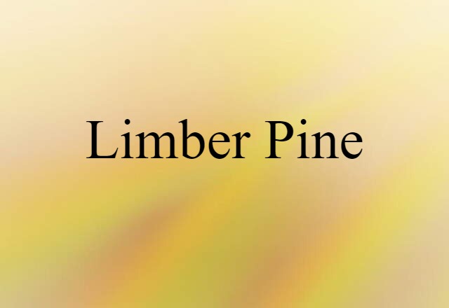 limber pine