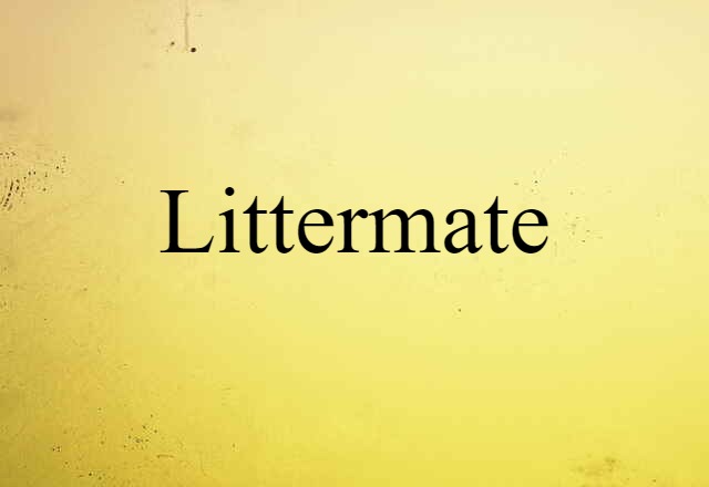 Littermate (noun) Definition, Meaning & Examples