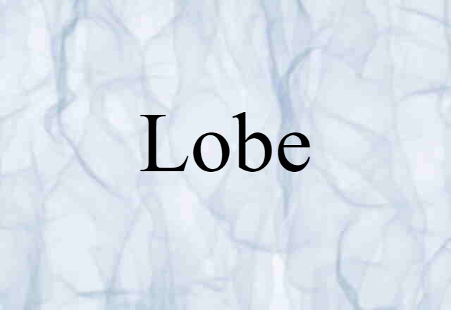 Lobe (noun) Definition, Meaning & Examples