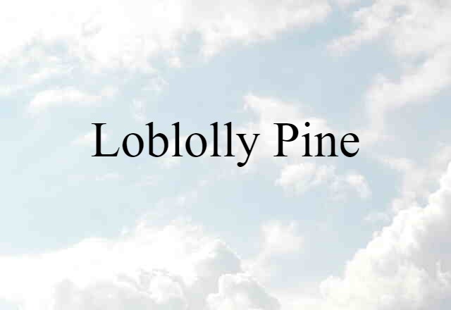 loblolly pine