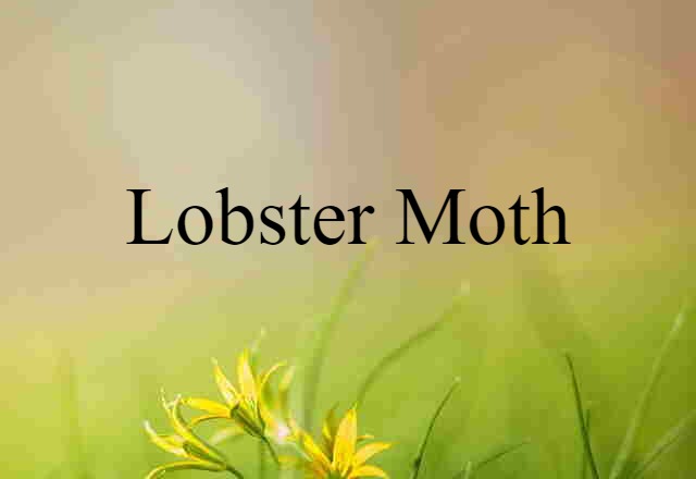 lobster moth