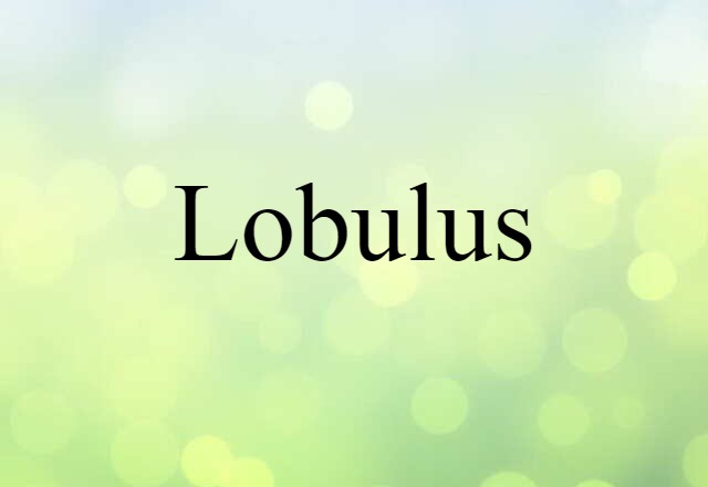 lobulus