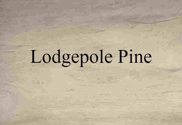 lodgepole pine