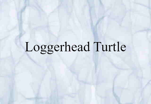 Loggerhead Turtle (noun) Definition, Meaning & Examples