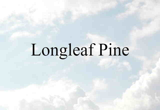 longleaf pine