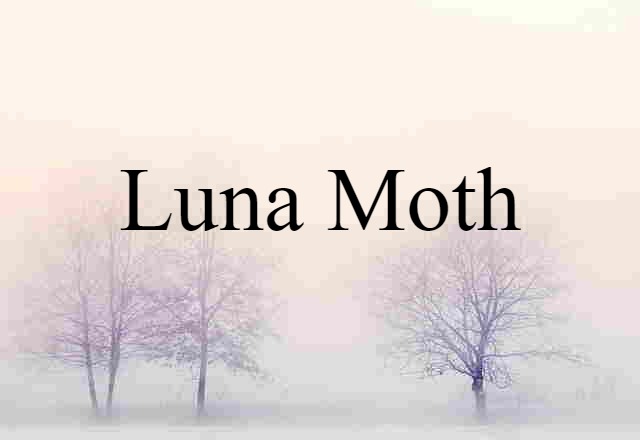 luna moth