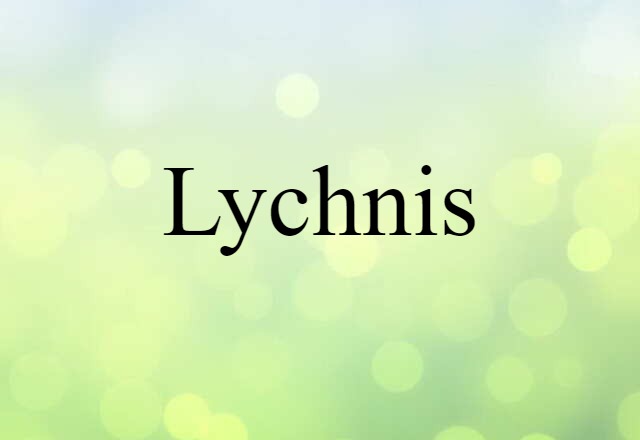 lychnis