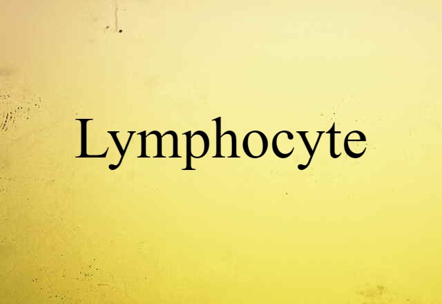 lymphocyte