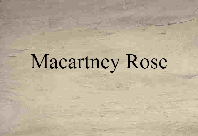 Macartney rose