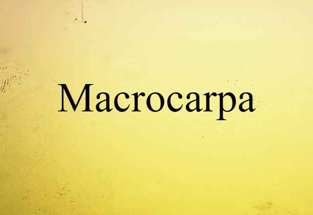 Macrocarpa (noun) Definition, Meaning & Examples