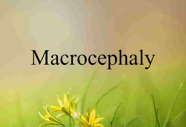 macrocephaly