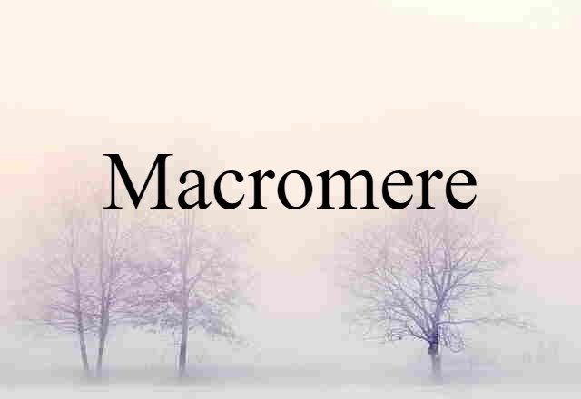 macromere