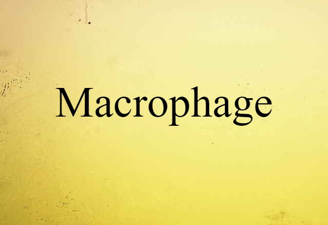 Macrophage (noun) Definition, Meaning & Examples