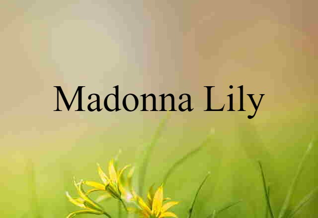 Madonna lily