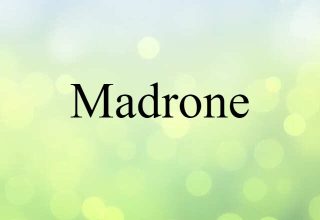 madrone