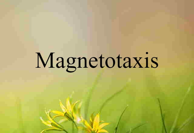 magnetotaxis