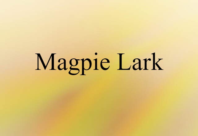 magpie lark