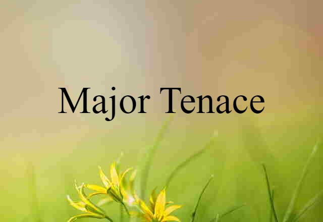 major tenace