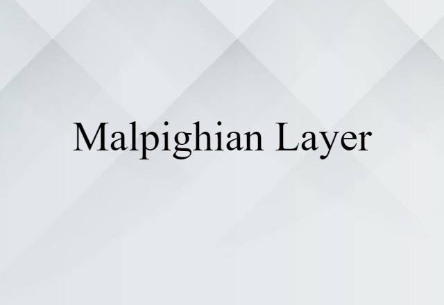 Malpighian layer